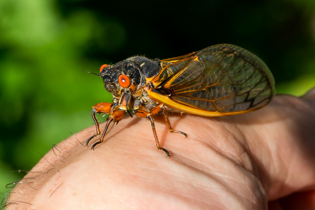 
Pharaoh Cicada Magicicada septendecim, Brood II, from the 2013 emergence
